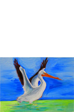 American White Pelican taking off