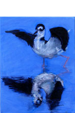 Black-necked Stilt II