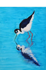 Black-necked Stilt