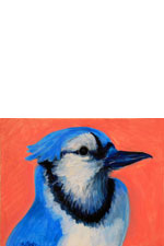 Portrait of a Bluejay